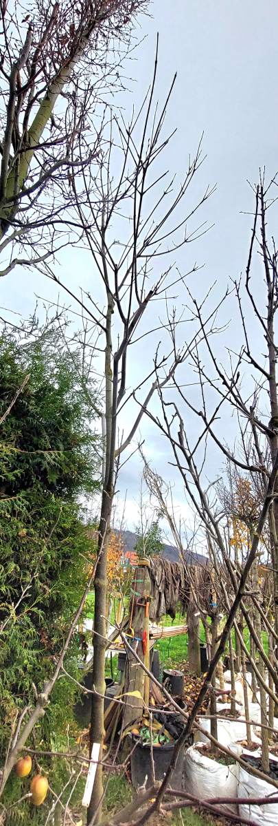 Bienenbaum - Hochstamm