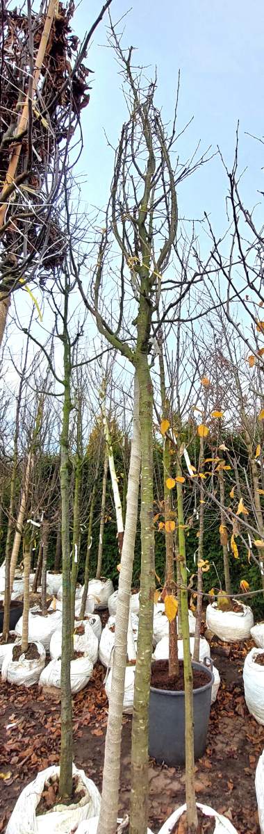 Bühler Frühzwetschge - Hochstamm