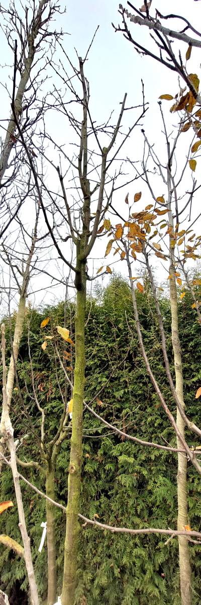 Pflaume Königin Viktoria - Hochstamm