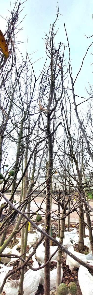 Bühler Frühzwetschge - Hochstamm