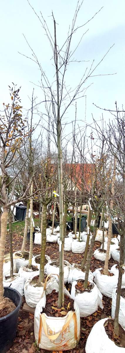 Preview: Felsenbirne Robin Hill - Hochstamm