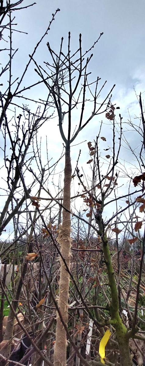 Kugel-Blumenesche - Hochstamm