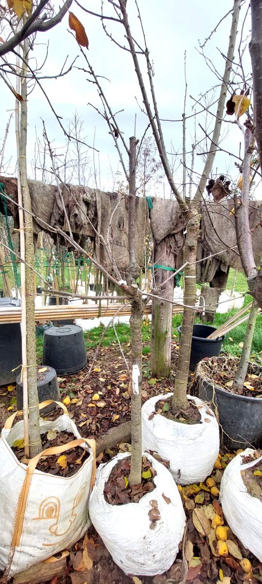 Süßkirsche Stella - Halbstamm