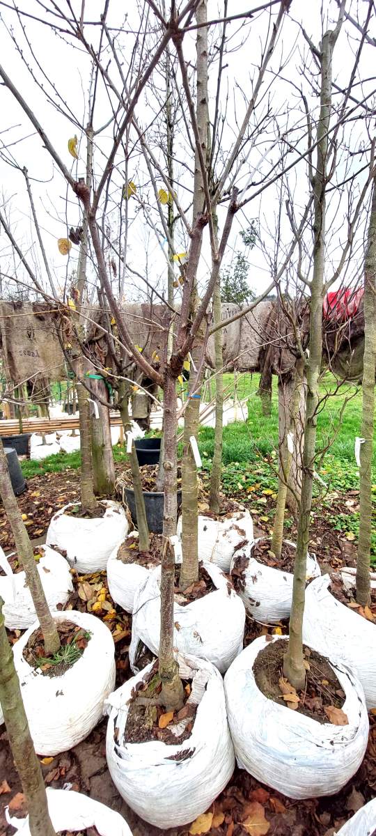 Preview: Süßkirsche Stella - Halbstamm