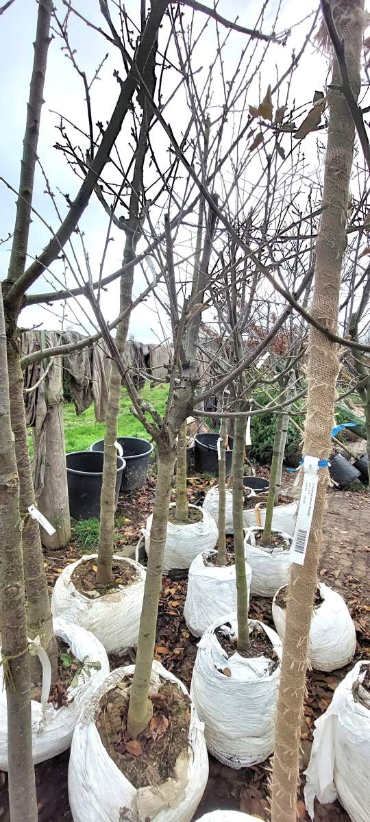 Süßkirsche Stella - Halbstamm