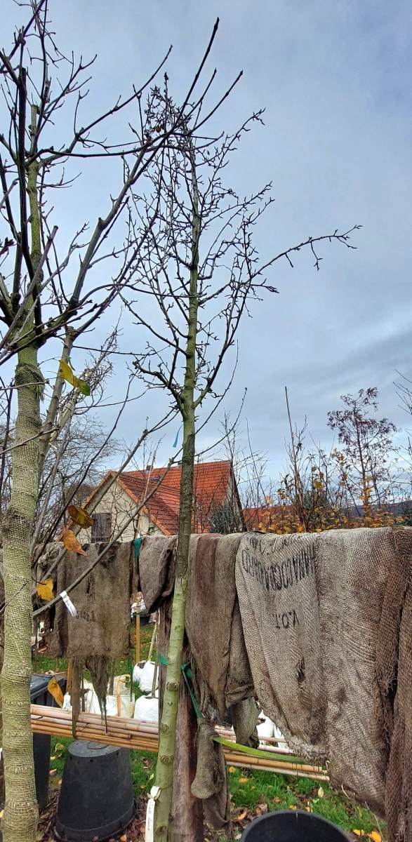 Preview: Birne Gute Luise - Hochstamm