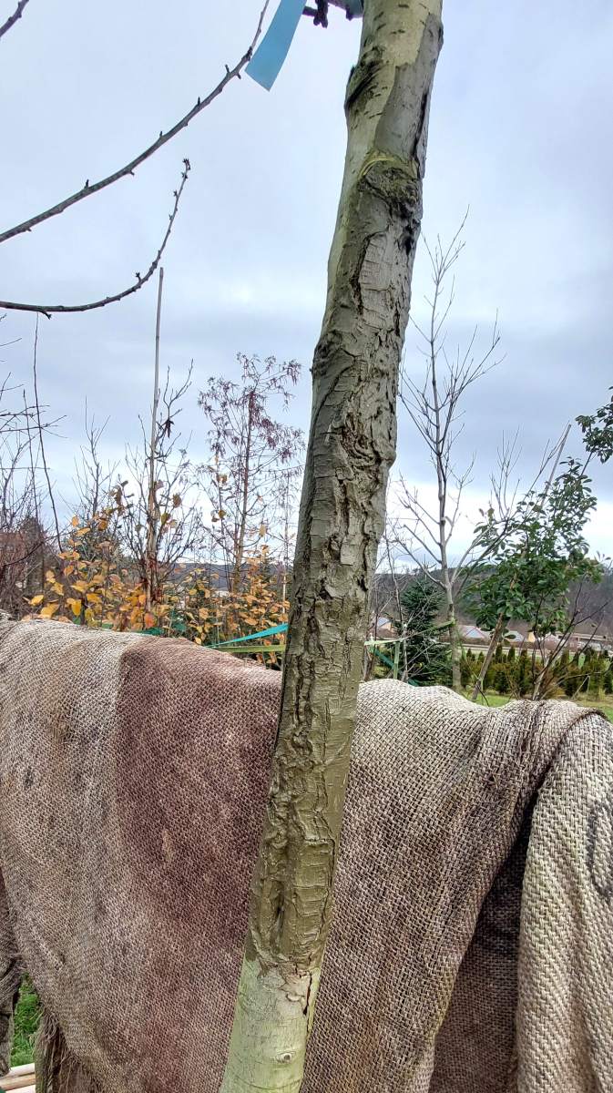 Preview: Birne Gute Luise - Hochstamm