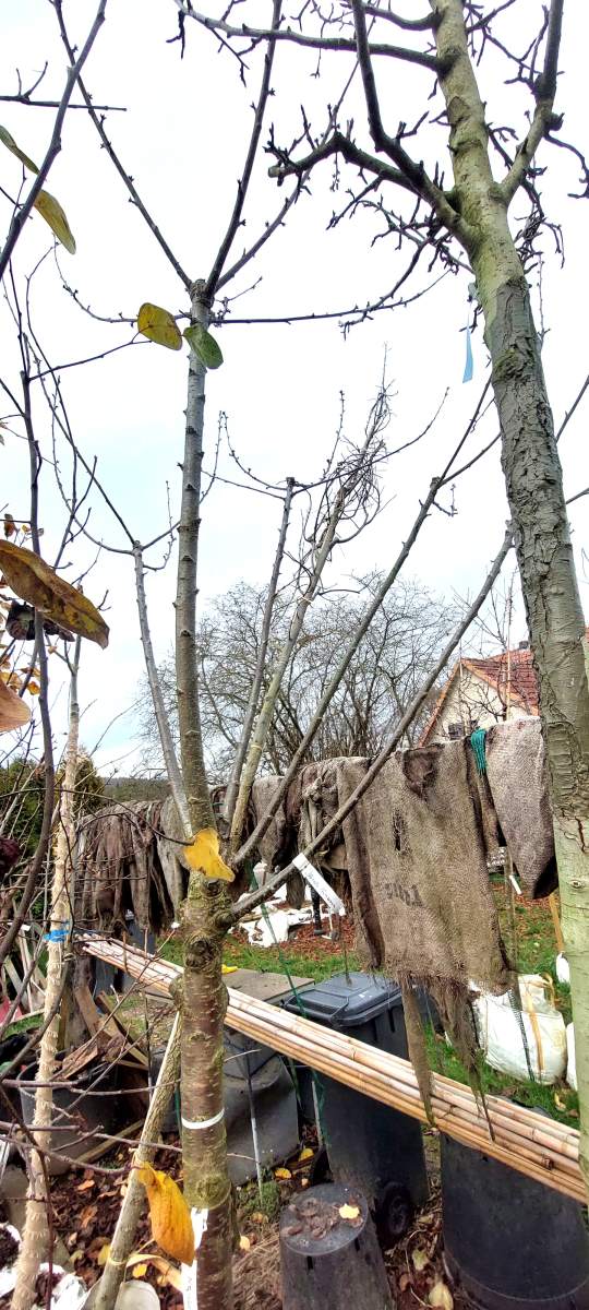 Süßkirsche Große Prinzessinkirsche - Halbstamm