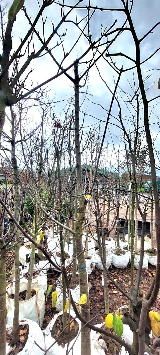 Süßkirsche Büttners Rote Knorpelkirsche - Halbstamm