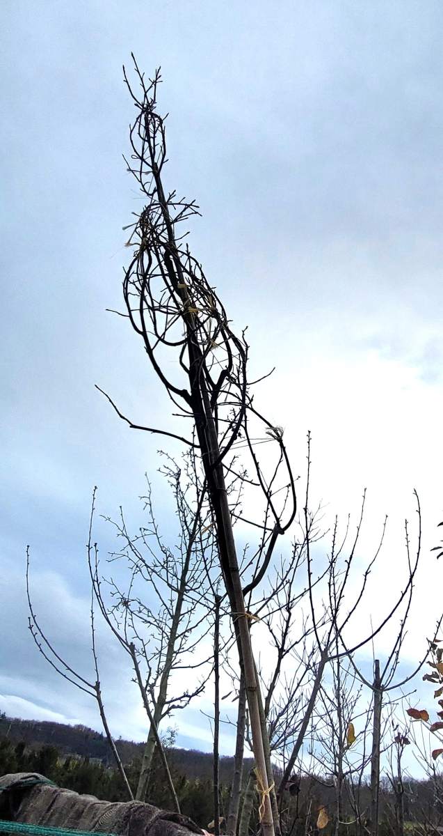 Amberbaum - Hochstamm