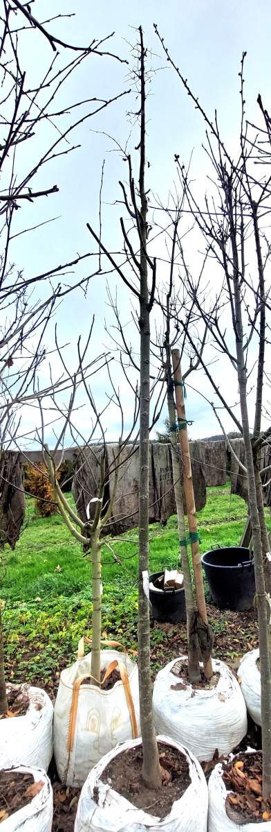 Preview: Kleinkronige Winterlinde Rancho - Hochstamm