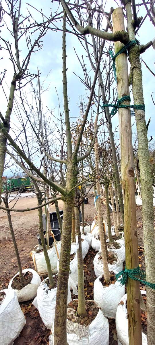 Süßkirsche Narana - Halbstamm