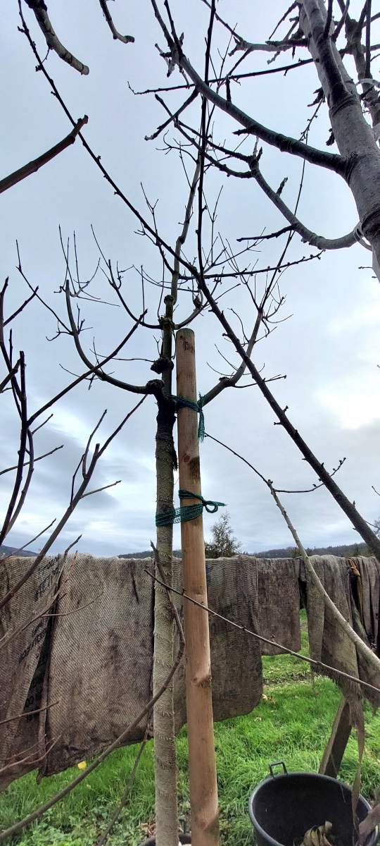 Preview: Bienenbaum - Hochstamm