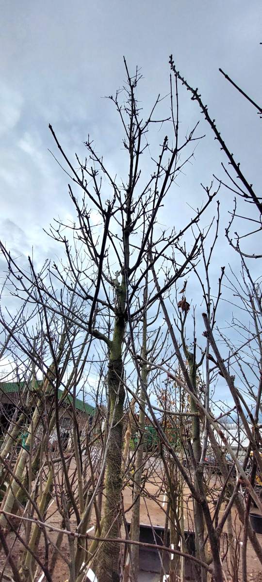 Bienenbaum - Hochstamm