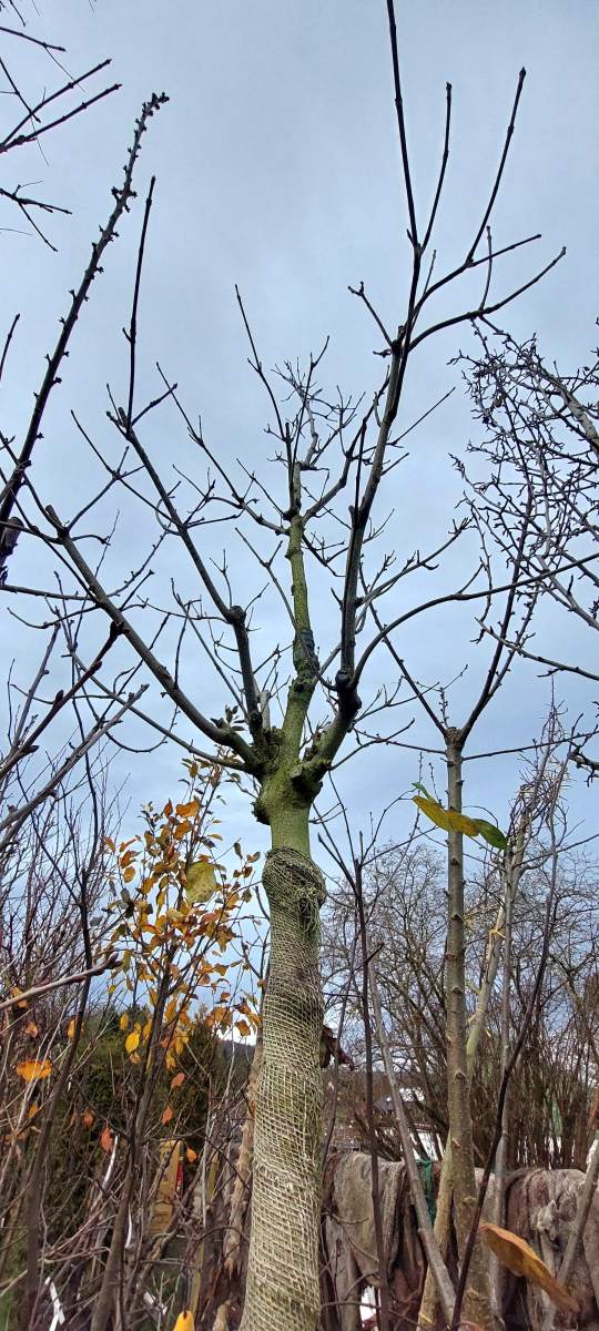 Preview: Bienenbaum - Hochstamm