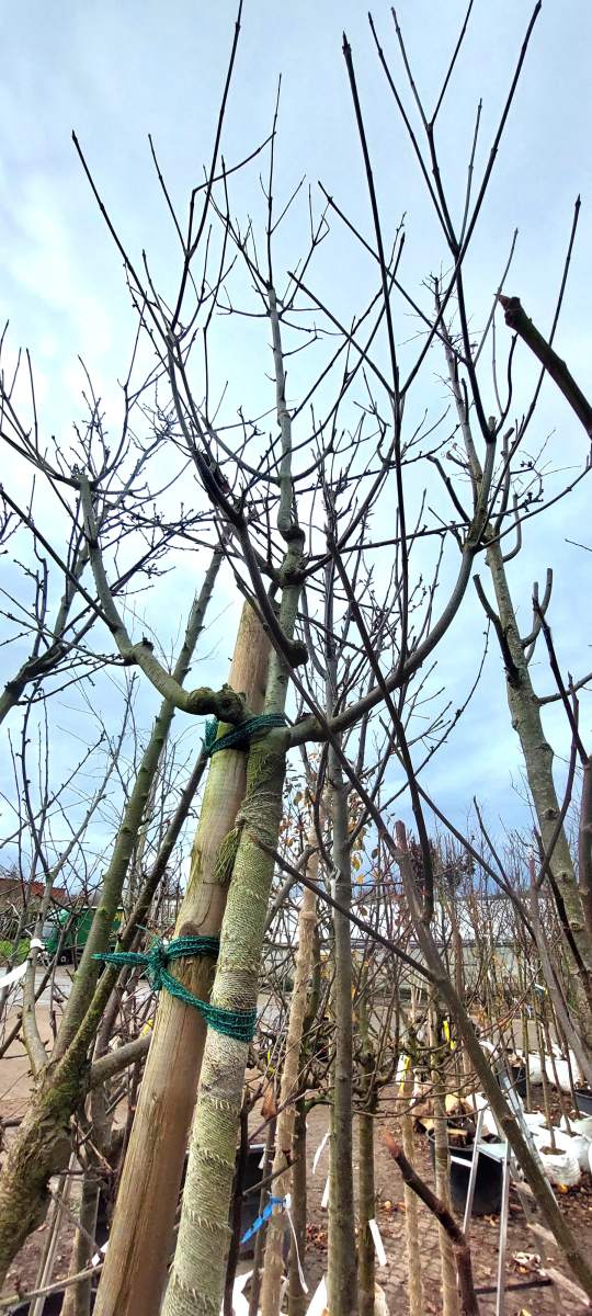 Bienenbaum - Hochstamm