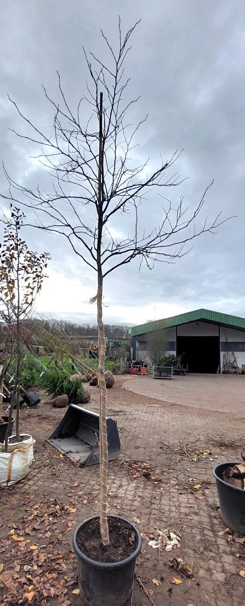 Judasbaum: Rotlaubiger Judasbaum - Hochstamm