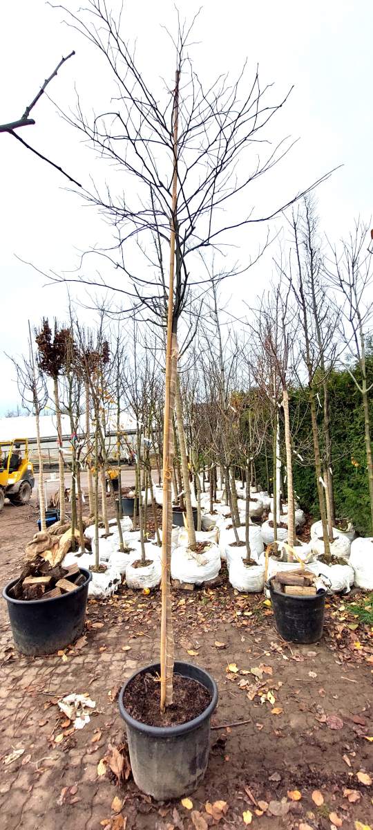 Preview: Judasbaum: Rotlaubiger Judasbaum - Hochstamm