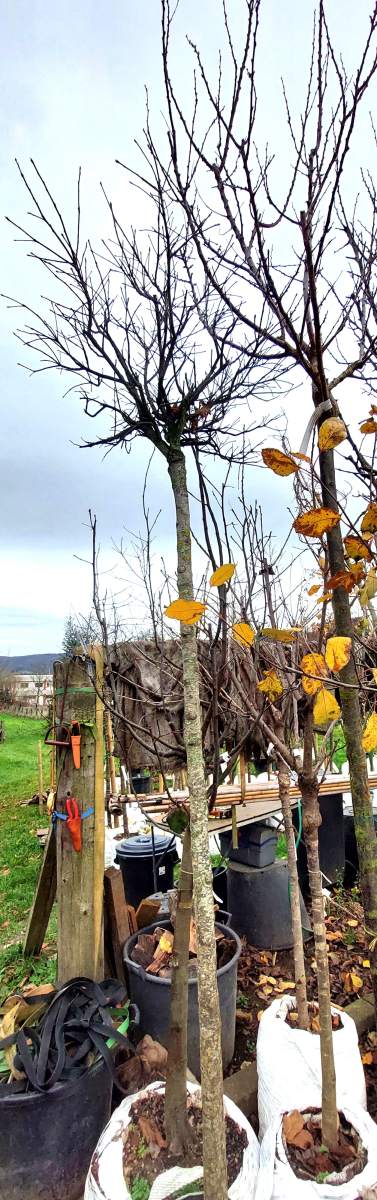 Preview: Kugel-Sumpfeiche - Hochstamm