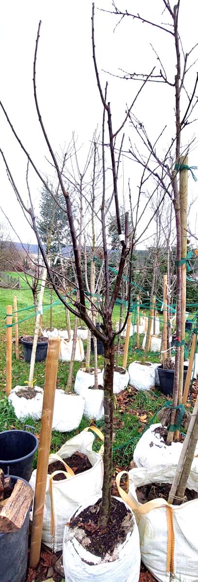 Althans Reneklode - Halbstamm