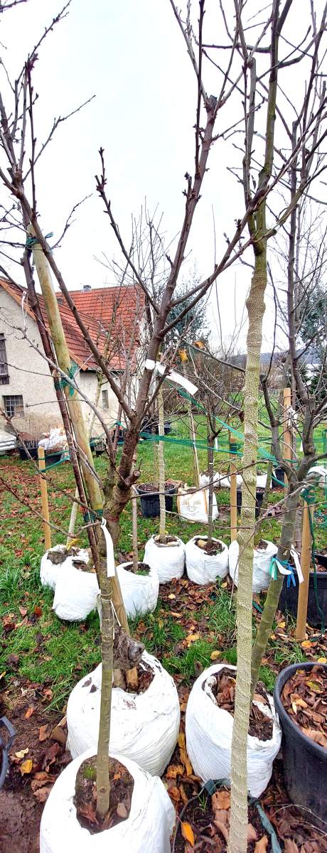 Süßkirsche Burlat - Halbstamm