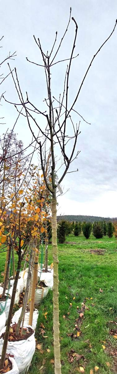 Elsbeere - Hochstamm