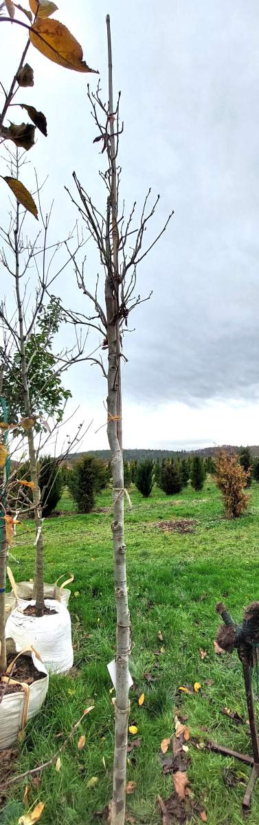 Säulen-Amberbaum - Hochstamm