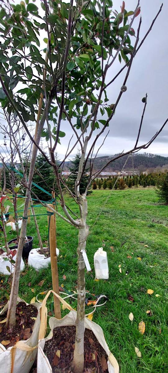 Feige veredelt - Halbstamm