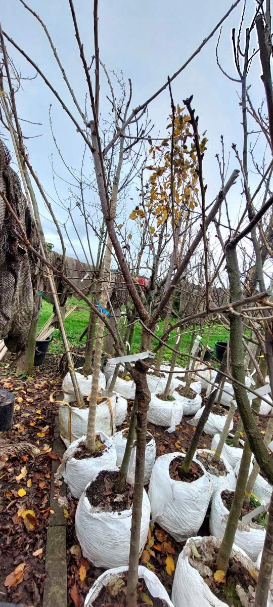 Süßkirsche Sunburst - Halbstamm