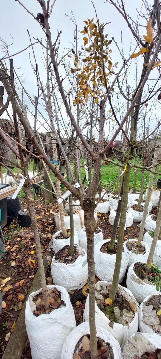 Süßkirsche Burlat - Halbstamm