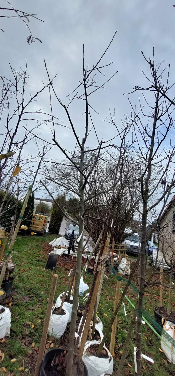 Apfel Roter Boskoop - Hochstamm