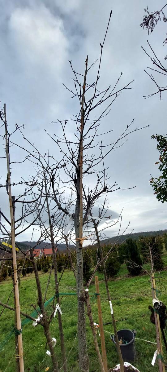 Blutbuche Riversii Veredelung