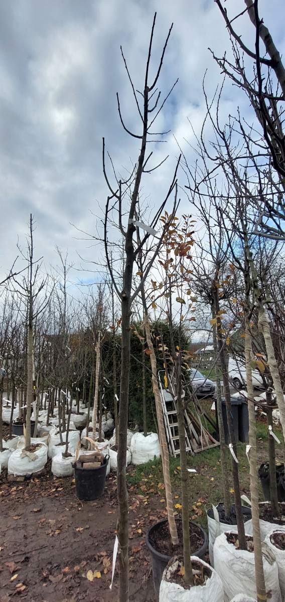 Pflaume Opal - Hochstamm