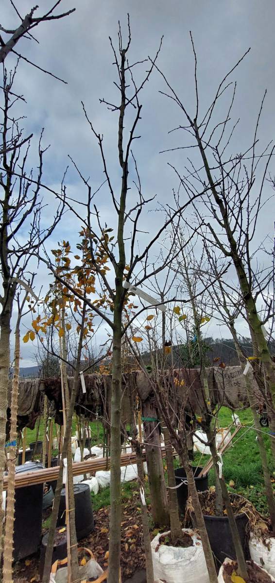 Gellerts Butterbirne - Hochstamm