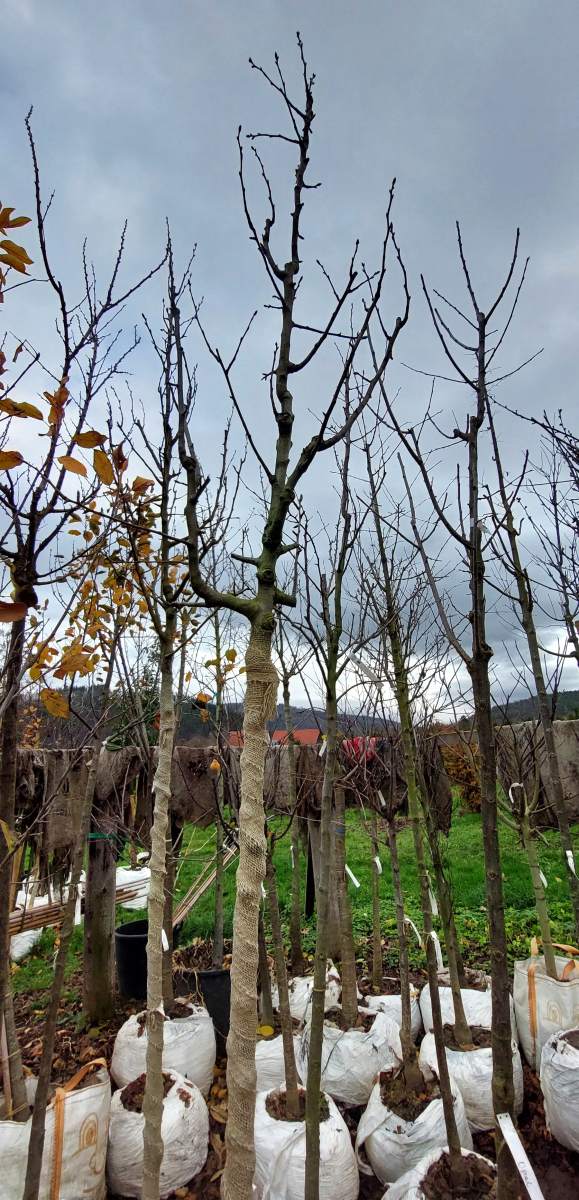 Birne Conference - Hochstamm