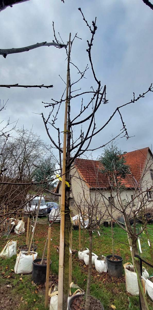 Zwerg-Sauerkirsche Nabella - Hochstamm