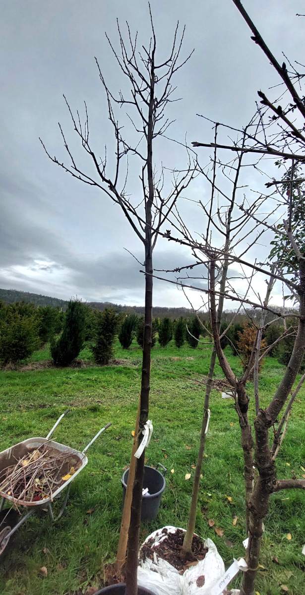 Pflaume President - Hochstamm