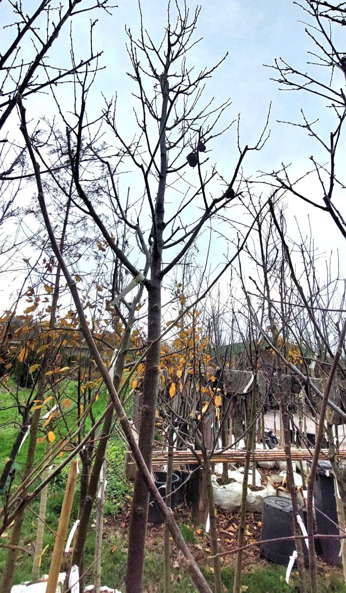 Pflaume President - Hochstamm