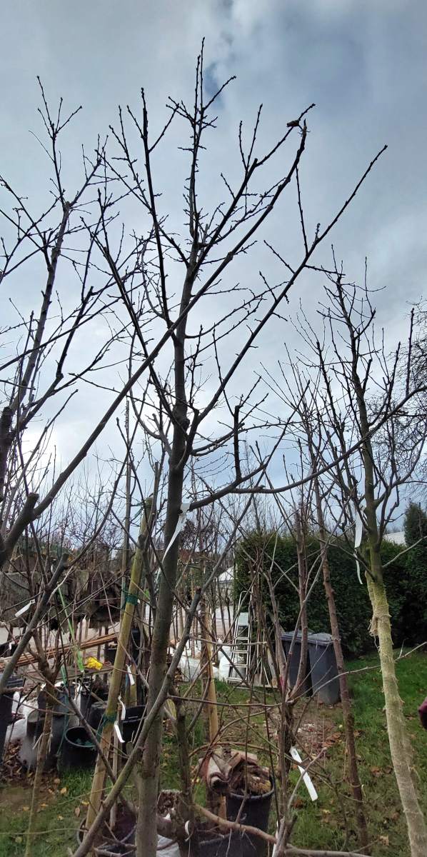 Pflaume Opal - Hochstamm