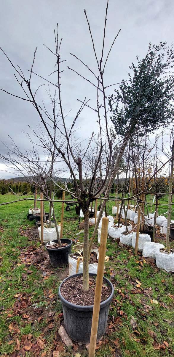 Süßkirsche Kordia - Halbstamm