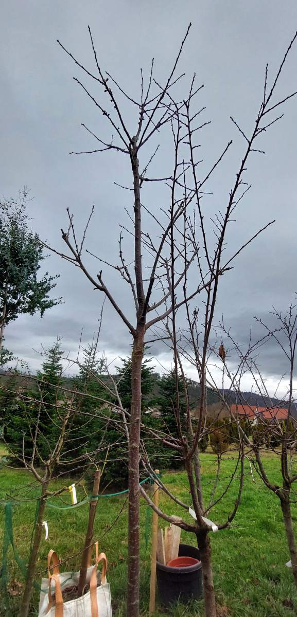Süßkirsche Büttners Rote Knorpelkirsche - Hochstamm