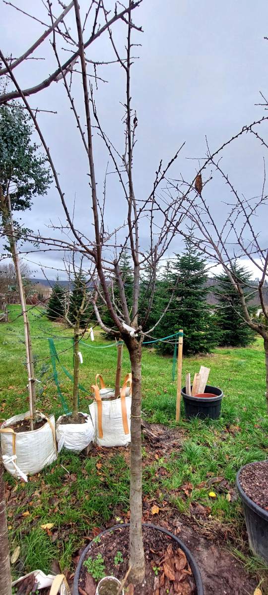 Pflaume: Dragon Blood - Halbstamm