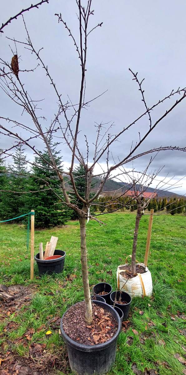 Pflaume: Dragon Blood - Halbstamm