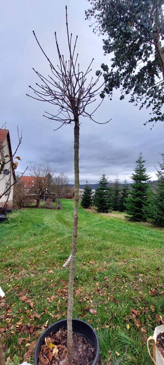 Kugelahorn mit 200 cm Stammhöhe