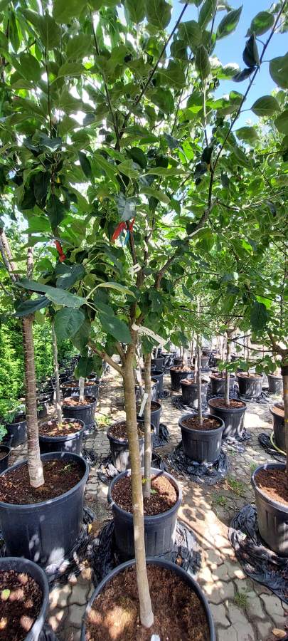 Apfel Mehrsortenbaum -  Roter Boskoop - Holsteiner Cox - Elstar