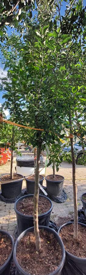 Apfel Braeburn - Halbstamm