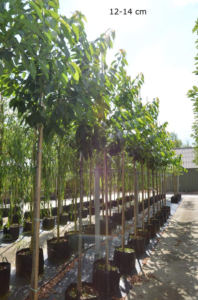 Preview: Süßkirsche: Merchant