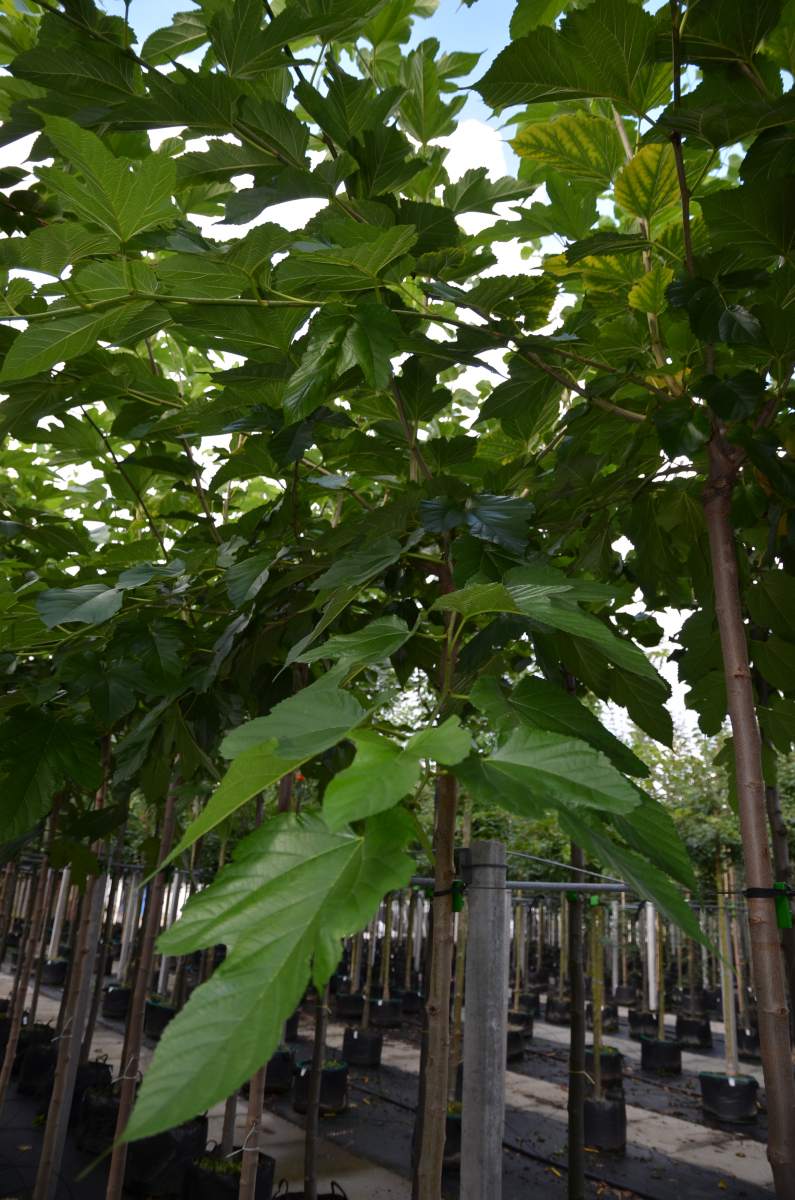 Maulbeere: fruchtloser Maulbeerbaum