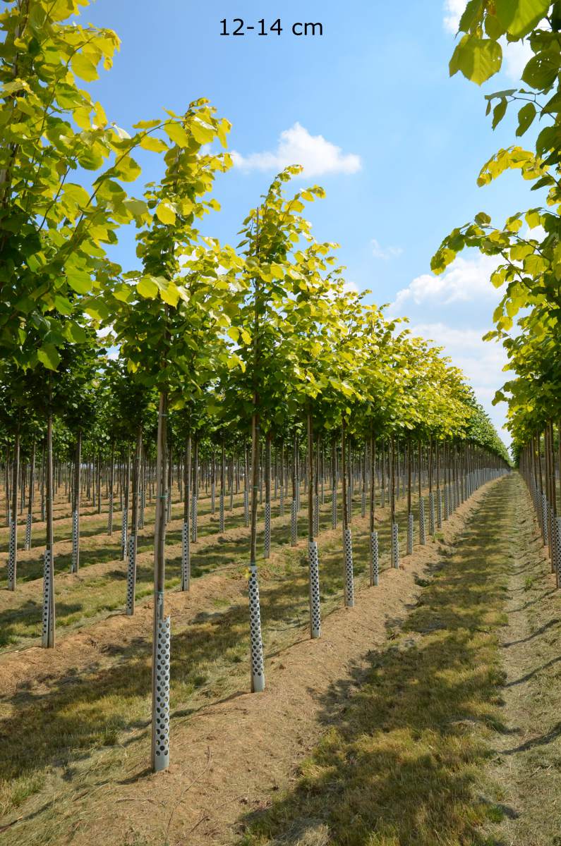 Linde: Gold-Kaiserlinde