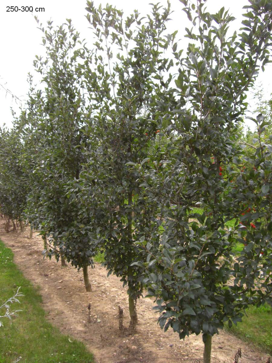 Apfeldorn Baum als guter Sichtschutz kaufen und liefern lassen